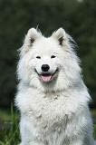 SAMOYEDE 014